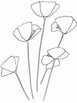 Poppy Drawing Template Outline California Flower Flowers Drawings Tattoo Colouring Easy Simple Sketch Clipart Getdrawings Doodle Kids Sketches Imgarcade Choose sketch template