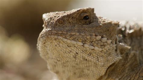 Canada’s ‘goldilocks Lizard’ Spends Her Day Finding Just The Right