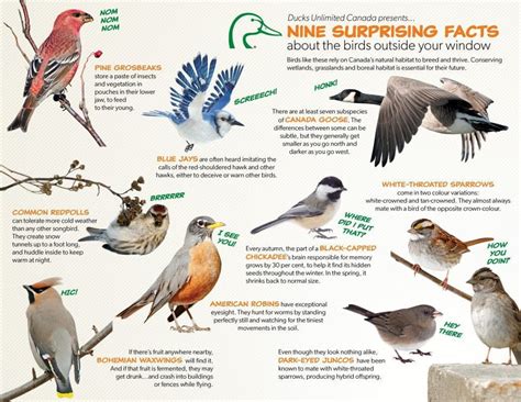 surprising facts   birds   windowduc