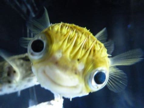 gallery  smiling adorable baby puffer fish beautiful sea creatures
