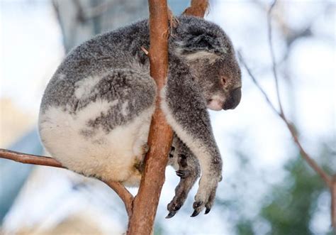 10 things you didn t know about koalas koalas koala koala bear