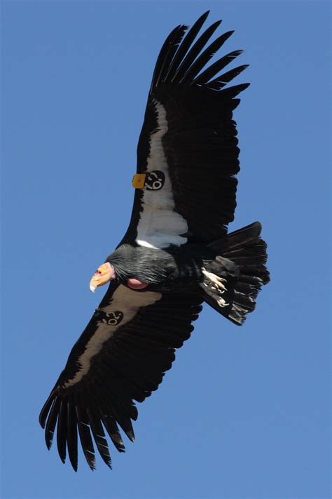california condor  flight image  stock photo public domain photo cc images