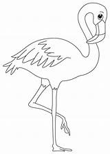 Flamingo Ausmalbild Letzte sketch template