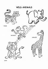 Animals Wild Coloring Worksheet Worksheets Vocabulary Preview Esl sketch template