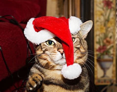 10 Festive Cats In Santa Hats Catster