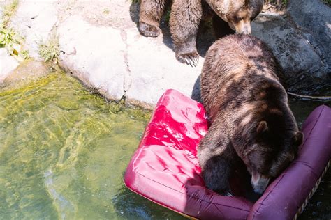 photos bears tear apart a birthday party for wpz s bear affair seattle refined