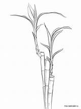 Coloring Pages Bamboo Printable Tree Recommended sketch template
