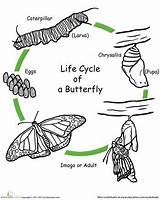 Cycle Butterfly Life Color Worksheets Coloring Science Worksheet Grade Kids Craft Pages Preschool Education Cycles First Animals Caterpillar Nature Spring sketch template