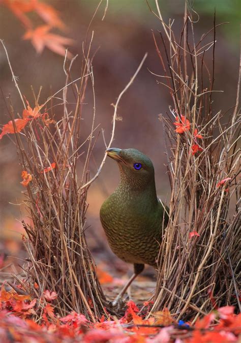 86 Best Images About Bower Bird On Pinterest A Love Satin And Australia