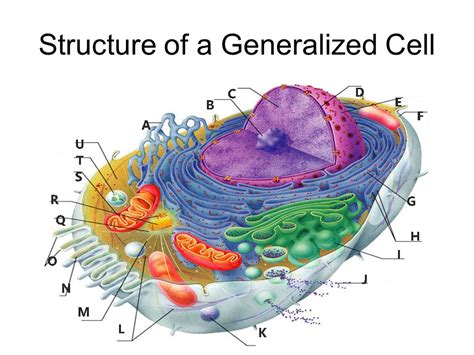 structure   generalized cell diagram quizlet