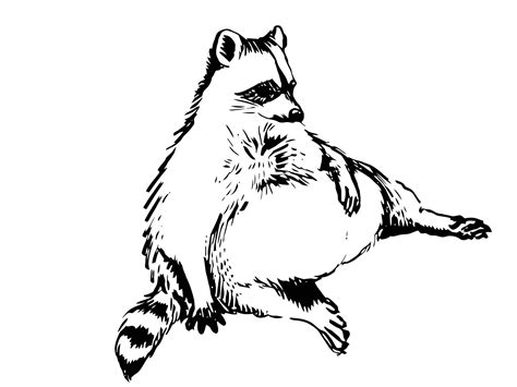 13 la drawing raccoon for free download on