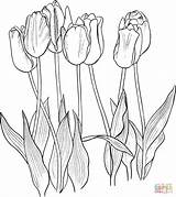 Coloring Pages Tulips Tulip Flower Seven Printable Dibujo Drawing Flowers Color Outline Tulipanes Para Colorear Flores Supercoloring Drawings Pintura Line sketch template