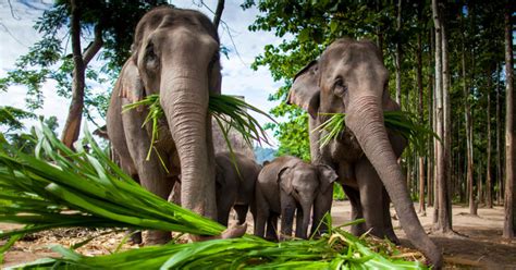 thailand´s wildlife and plants wild watch thailand