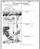 Rainforest Layers Worksheet Worksheets Printable Kids Activities Animals Coloring Amazon Preschool Forest Kindergarten Pages Levels Jungle Science Teaching Rainforests Classroom sketch template