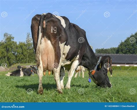a white cow with her udders full of milk eating grass in the dutch