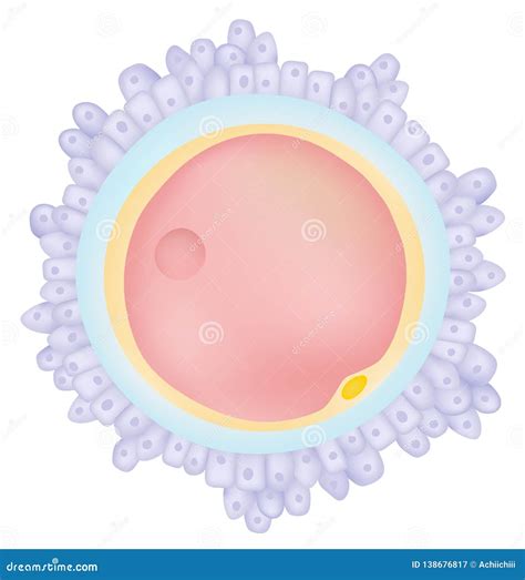 egg cell ovum stock vector illustration  science