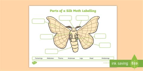 parts   silk moth labelling worksheet teacher