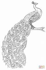 Peacock Coloring Pages Drawing Printable Draw Outline Adult Drawings Peacocks Step Sketch Color Tutorials Supercoloring Adults Kids Template Colouring Realistic sketch template