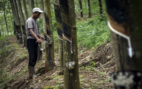 pemerintah bakal remajakan  hektare perkebunan karet
