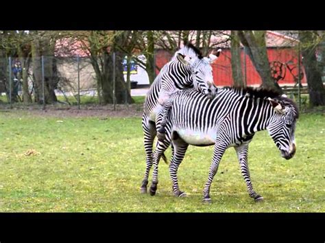 zebra mating youtube
