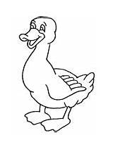Coloring Duck Pages sketch template