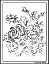 Coloring Rose Pages Garden Bunch Buds Printable Color Pdf Printables Getcolorings Rosebuds Sheets Print sketch template