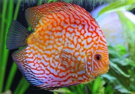 discus fish life  sea