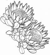 Protea Proteas Waratah Botanical Sketchite Fynbos Designlooter sketch template