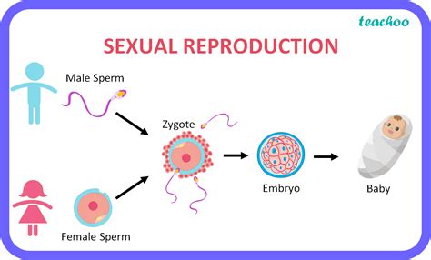 What Is Sexual Reproduction Explain How This Mode Of Reproduction