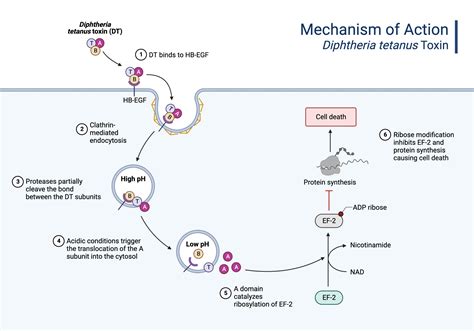 mechanism  action diphtheria toxin biorender science templates