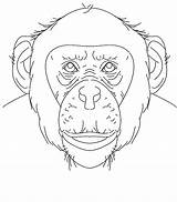 Chimpanzee Coloring Pages Color Face Sheet Printable Print Animals Kids Animal Popular Bestcoloringpagesforkids sketch template