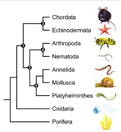 simplified phylogenetic tree   kingdom animalia showing