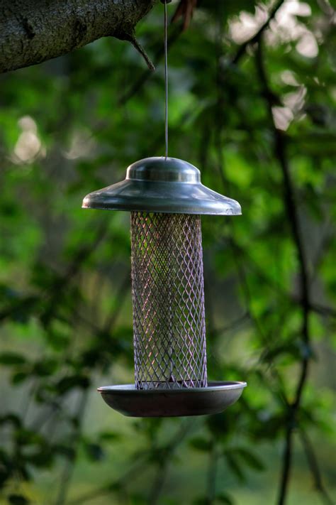 bird feeder photo  motosha  stock