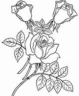 Coloring Rose Pages Getdrawings Derrick Roses sketch template