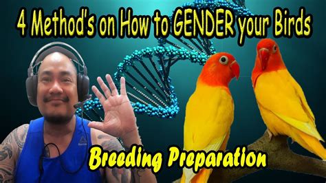 gender  birds ways youtube