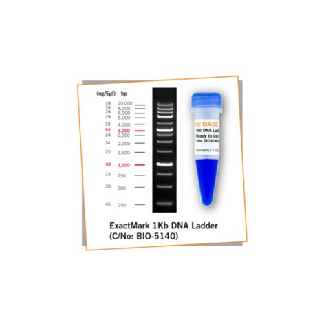 Buy 1kb Dna Ladder Ready To Use Axil Scientific