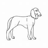 Breed Saluki Kennel Pedigree Doggie Domestic Lineart Monochrome sketch template