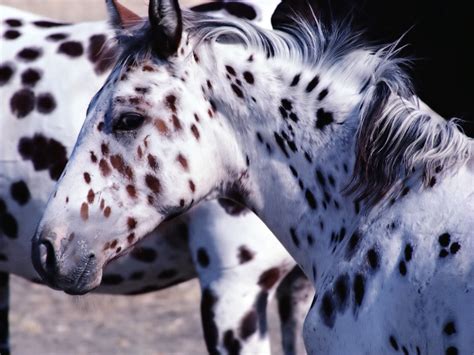 white wolf appaloosa horse rescue saves  lives video