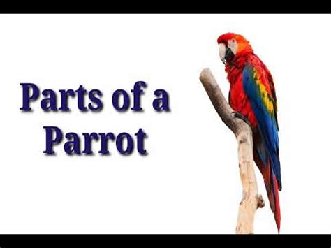 parts   parrotlearning  kids youtube