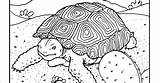Tortoise Coloring Desert Pages sketch template