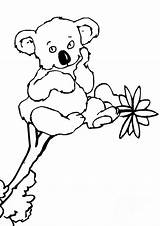 Koala Pages Coloring Kids Printable Cute Animal Cliparts Koalas Outline Cartoon Clipart Sheet Colouring Para Dibujos Library Pintar Del Favorites sketch template