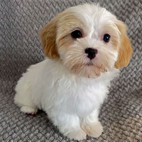 shih poo puppy  sale heavenly puppies