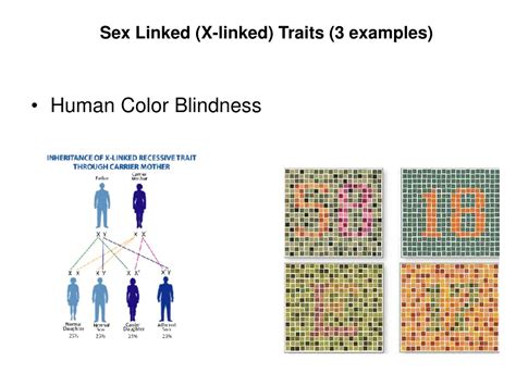 Ppt Sex Determination And Sex Linked Traits Powerpoint Presentation