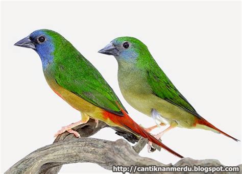 budidaya burung mengenal beberapa burung finch yang populer di dunia