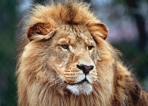portrait   large male lion roaring stock  pictures royalty