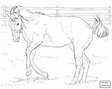 Coloring Pages Horse Printable Bucking Realistic Foal Appaloosa Friesian Mare Horses Drawing Getdrawings Getcolorings Color Print Girls sketch template