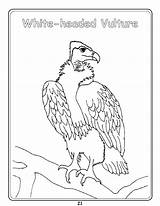 Vulture Griffon Coloring 77kb sketch template
