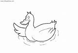 Pato Nadando Patos Infantil sketch template