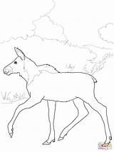 Moose Coloring Baby Pages Drawing Printable sketch template