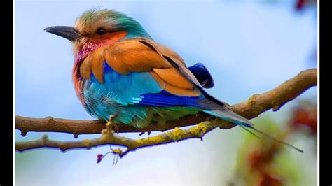 colorful birds xcitefunnet